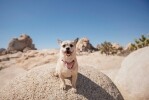 Joshua Tree Audio Tour