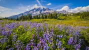 Mt Rainier Audio Tour