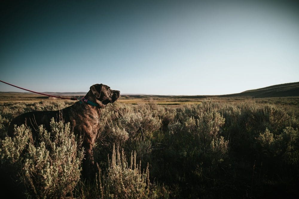 Are pets allowed in Yellowstone?