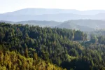 Redwood National Park Audio Tour