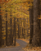 Roaring Fork Nature Trail Audio Tour