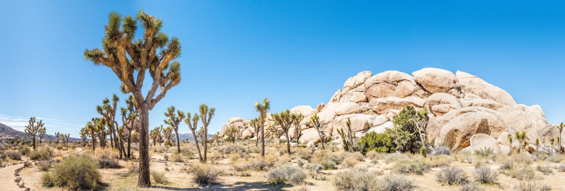 Can You Drive Through Joshua Tree National Park?